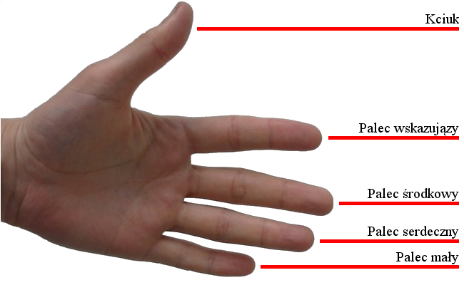 Сколько стоит палец человека. Противопоставленный большой палец. Биометрические большой палец.